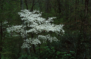 Flowering Dogwood tree in bloom
